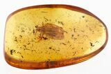 Superb Fossil Lace Bug (Tingidae) In Baltic Amber #310797-1